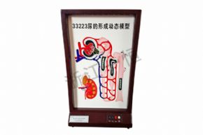 生物及醫(yī)療模型3330 尿的形成動態(tài)模型
