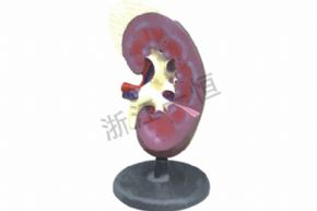 生物及醫(yī)療模型3329-1 腎解剖模型