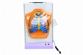 生物及醫(yī)療模型3332 膈肌運動模型