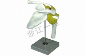 生物及醫(yī)療模型3337 第四第五腰椎模型