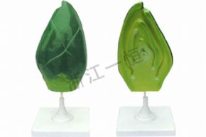 生物及醫(yī)療模型3416 牙結構模型