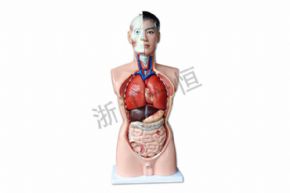 生物及醫(yī)療模型33201人體頭<div   id=