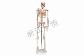 生物及醫(yī)療模型33204人體骨骼模型（85cm）