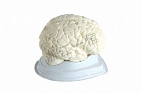 生物及醫(yī)療模型33211 腦解剖模型
