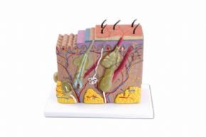 生物及醫(yī)療模型33215 皮膚模型