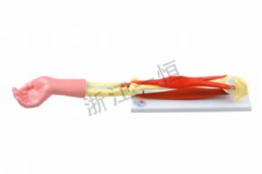 生物及醫(yī)療模型33220肘關(guān)節(jié)活動(dòng)模型