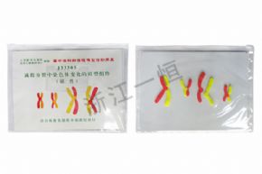生物及醫(yī)療模型33305減數(shù)分裂中染色體變化的組件