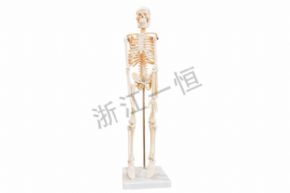 生物及醫(yī)療模型39051 42cm兒童骨骼模型