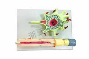 生物及醫(yī)療模型J3218 神經(jīng)元細胞模型