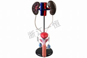 生物及醫(yī)療模型J3311 男性泌尿系統(tǒng)