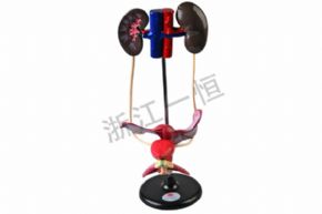 生物及醫(yī)療模型J3312 女性泌尿系統(tǒng)
