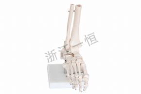 生物及醫(yī)療模型SM152 自然大腳關(guān)節(jié)模型