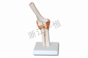 生物及醫(yī)療模型SM153 自然大肘關(guān)節(jié)模型