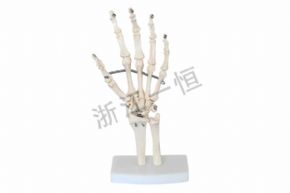 生物及醫(yī)療模型SM151 自然大手關(guān)節(jié)模型