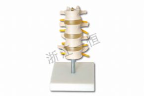 生物及醫(yī)療模型SM156 正常腰椎組合（四節(jié)）
