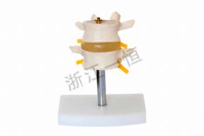 生物及醫(yī)療模型SM158 正常腰椎組合（二節(jié)）