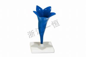 生物及醫(yī)療模型SM302玉米花模型