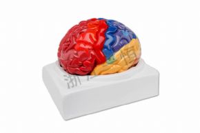 Biological and medical modelsSM-M001腦功能區(qū)域模型