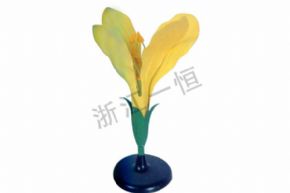 Biological and medical modelsSM-305 油菜花模型