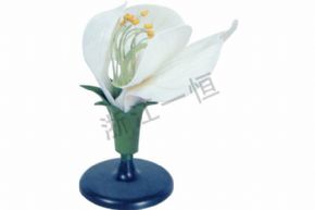Biological and medical modelsSM-306 豌豆花模型
