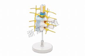 Biological and medical modelsSM-M002脊髓和脊神經(jīng)<div   id=