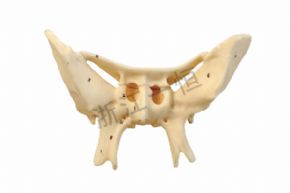 Biological and medical modelsSM-M004 蝶骨