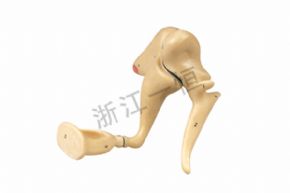 Biological and medical modelsSM-M006聽小骨