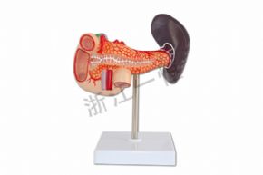 Biological and medical modelsSM-M010胰腺<div   id=