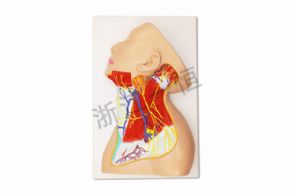Biological and medical modelsSM-M012頸部神經(jīng)模型