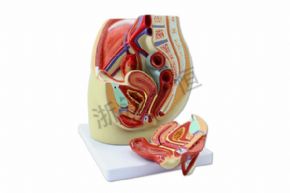 Biological and medical modelsSM-M019女性盆腔解剖模型