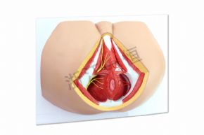 Biological and medical modelsSM-M020男性會陰部神經(jīng)血管模型