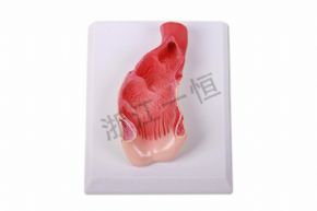 生物及醫(yī)療模型SM-M022 人體直腸肛管解剖模型
