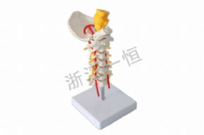 生物及醫(yī)療模型SM-M025脊髓頸椎枕骨模型
