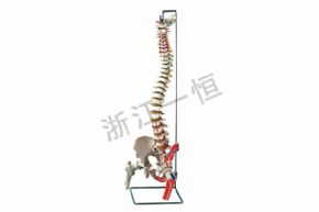 生物及醫(yī)療模型SM-M031 脊柱帶股骨