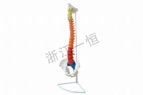 生物及醫(yī)療模型SM-M032脊椎與骨盆模型