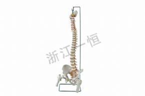 生物及醫(yī)療模型SM-M035 脊柱帶股骨