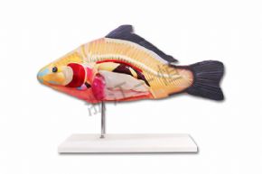 生物及醫(yī)療模型SM-M47 魚解剖模型