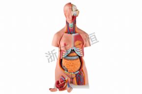 生物及醫(yī)療模型XY-203 85cm兩性人體軀干模型