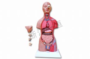 生物及醫(yī)療模型XY-203-1 50cm兩性人體半身模型