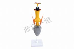 生物及醫(yī)療模型SM-M49 太陽花模型