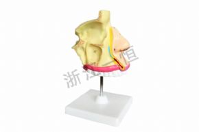 生物及醫(yī)療模型XY-309 鼻解剖模型