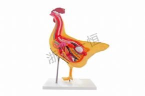 生物及醫(yī)療模型雞模型