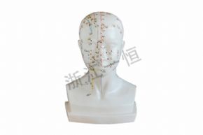 生物及醫(yī)療模型XY-453頭部穴位模型
