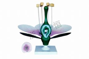 生物及醫(yī)療模型蘋果花模型