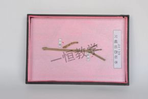 標本尺蠖擬態(tài)標本