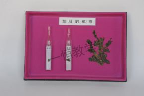 標本地錢的形態(tài)標本