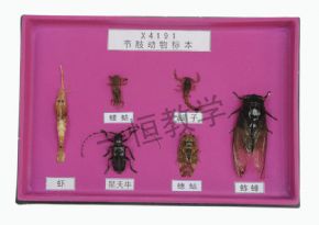 標本節(jié)肢動物標本