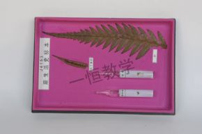 標(biāo)本蕨類生活史標(biāo)本