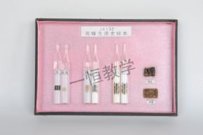 標(biāo)本蜜蜂生活史標(biāo)本