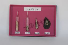 標(biāo)本軟體動(dòng)物標(biāo)本